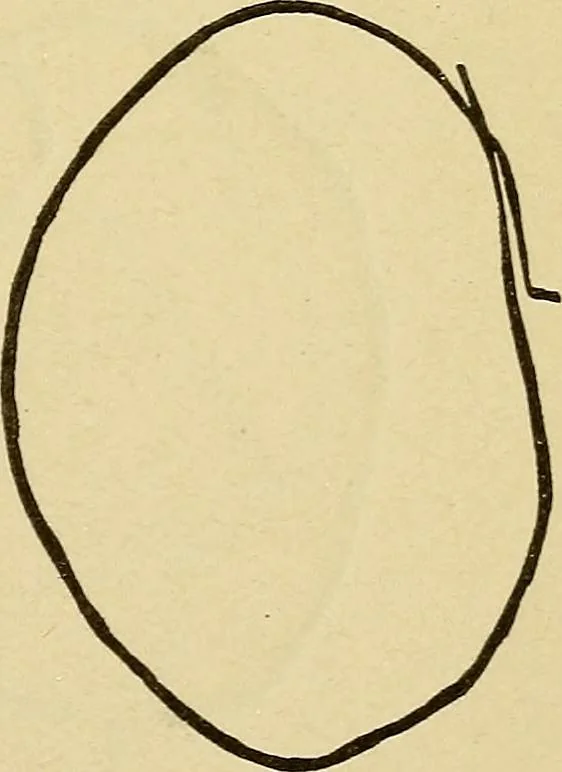 An illustration from Mind-reading and beyond, 1885, leaf 114