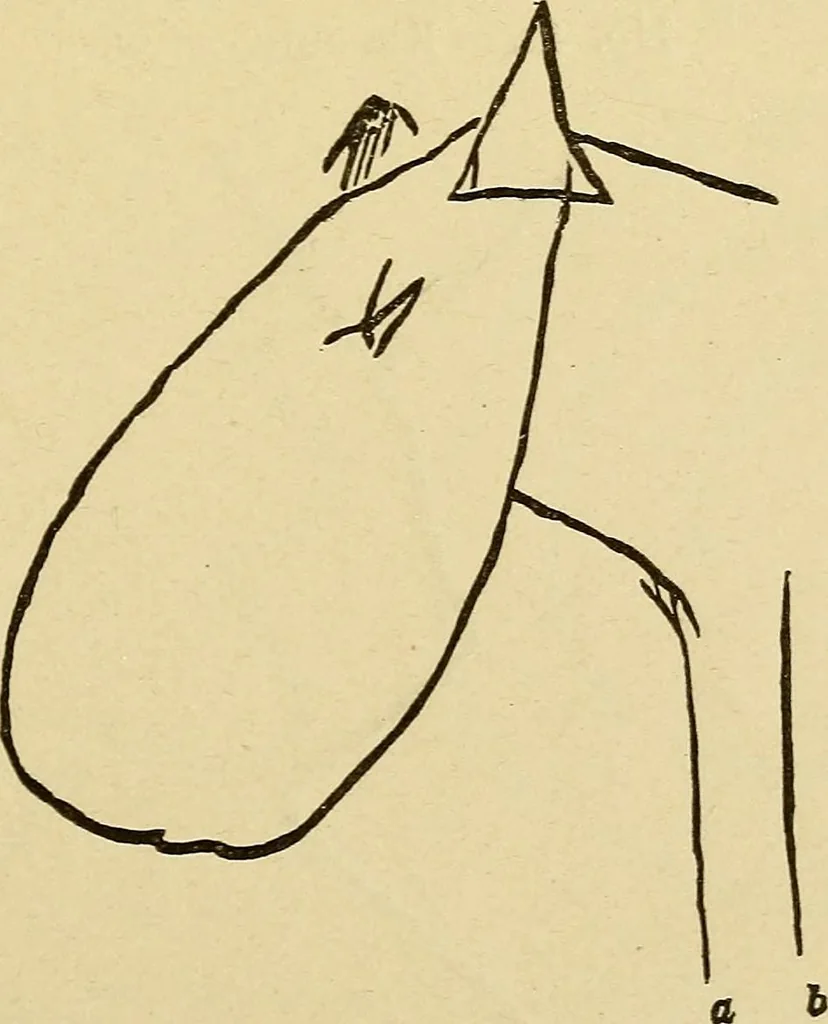 An illustration from Mind-reading and beyond, 1885, leaf 118