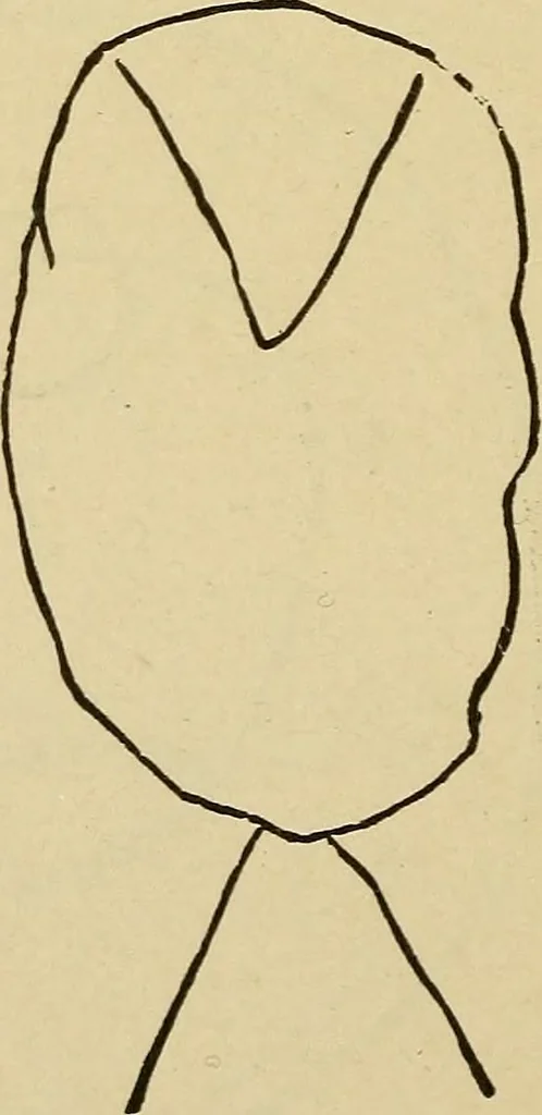 An illustration from Mind-reading and beyond, 1885, leaf 125