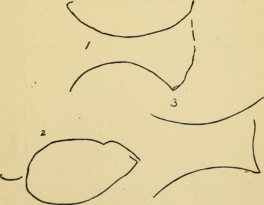 An illustration from Mind-reading and beyond, 1885, leaf 126