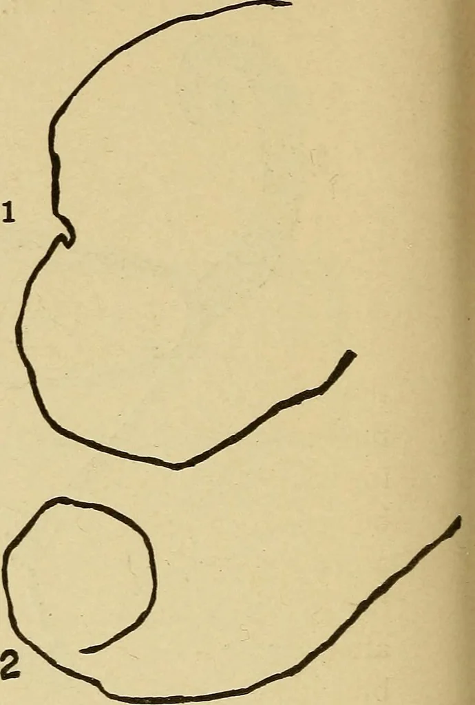 An illustration from Mind-reading and beyond, 1885, leaf 129