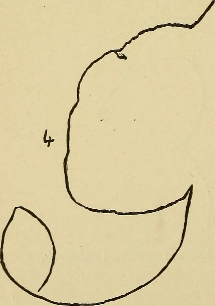 An illustration from Mind-reading and beyond, 1885, leaf 129