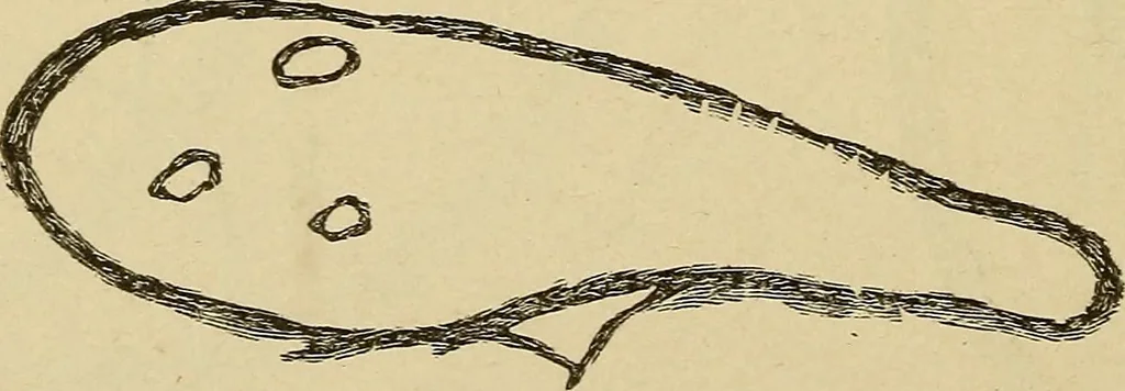 An illustration from Mind-reading and beyond, 1885, leaf 143