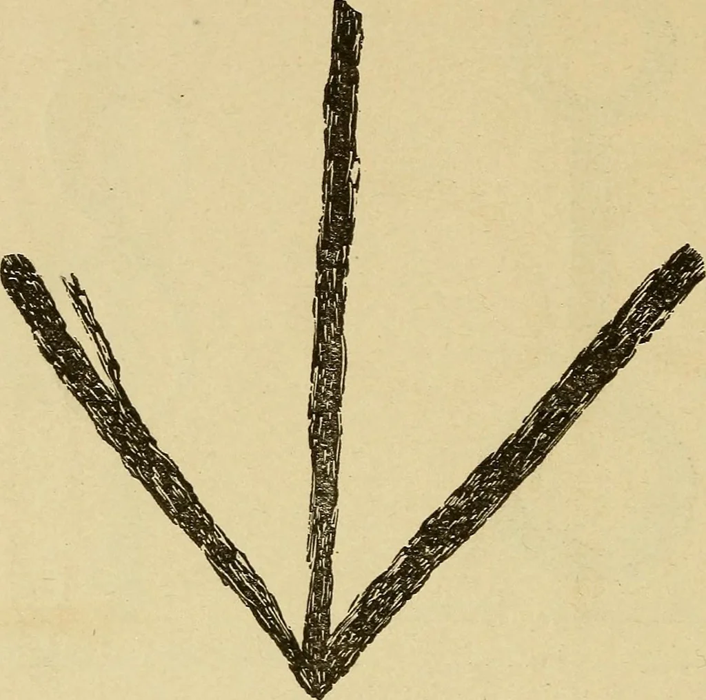 An illustration from Mind-reading and beyond, 1885, leaf 147