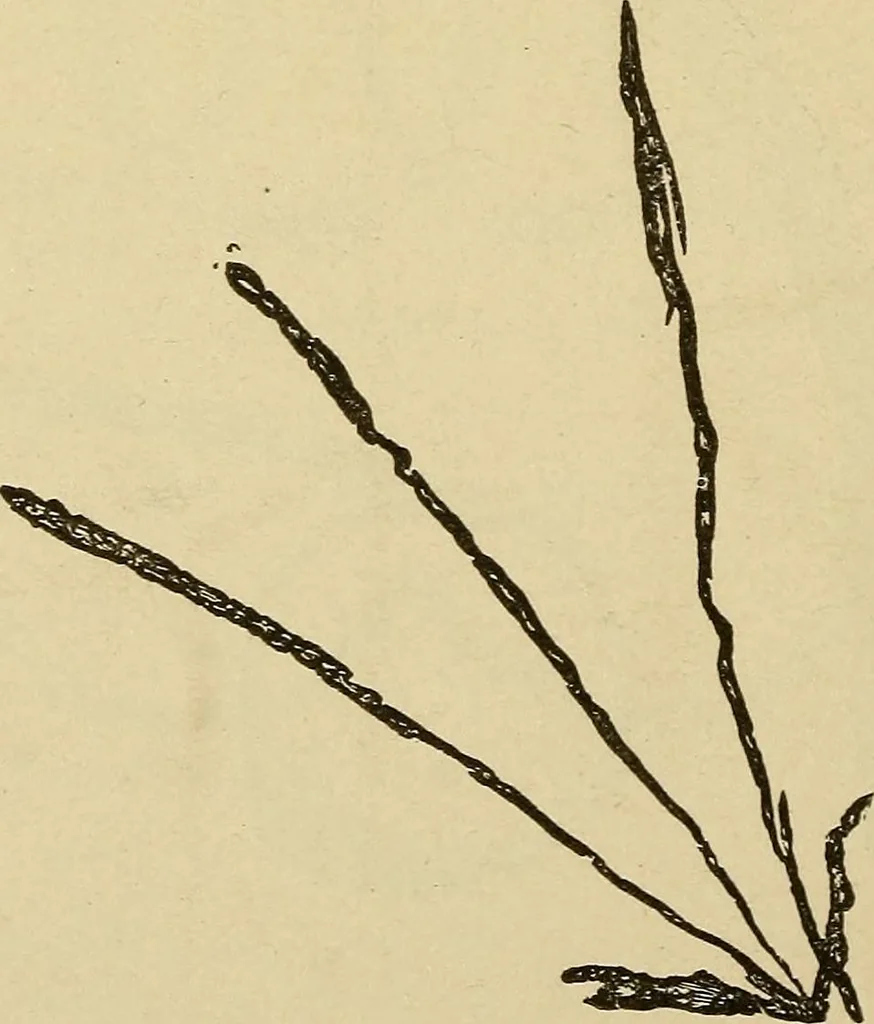 An illustration from Mind-reading and beyond, 1885, leaf 147