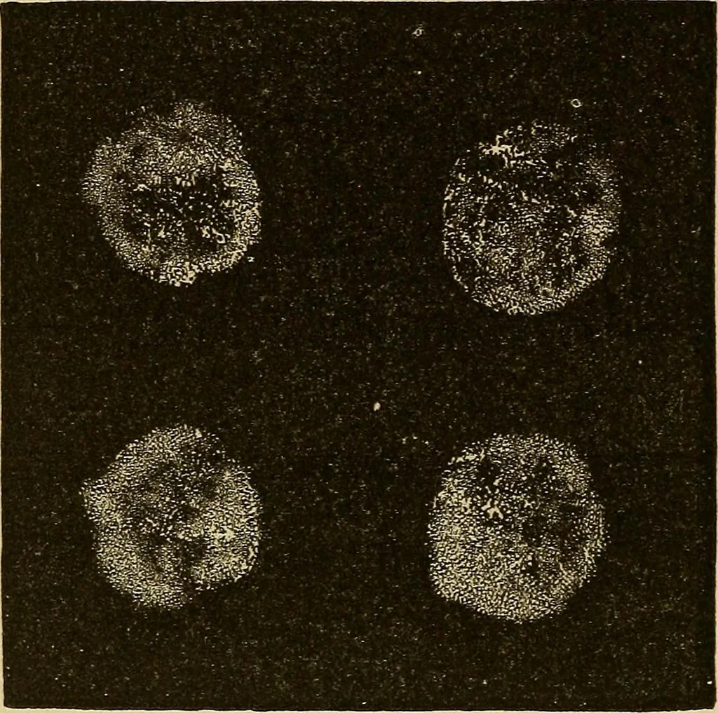An illustration from Mind-reading and beyond, 1885, leaf 161