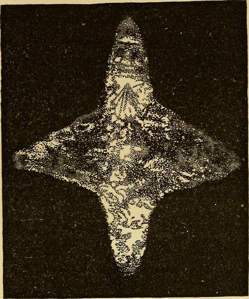 An illustration from Mind-reading and beyond, 1885, leaf 162