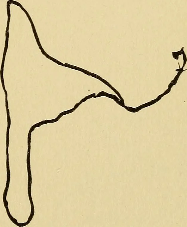 An illustration from Mind-reading and beyond, 1885, leaf 162