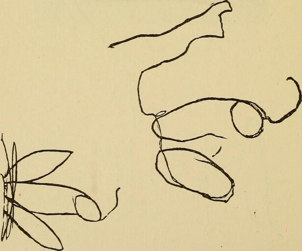 An illustration from Mind-reading and beyond, 1885, leaf 163