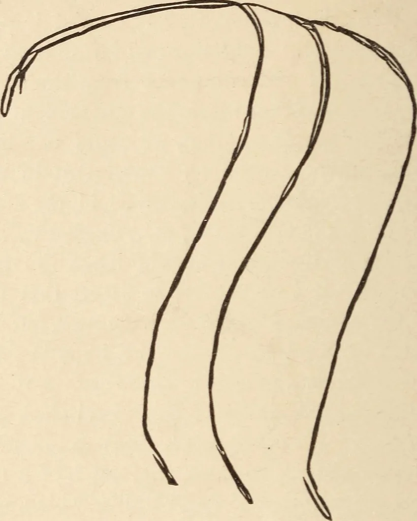 An illustration from Mind-reading and beyond, 1885, leaf 109