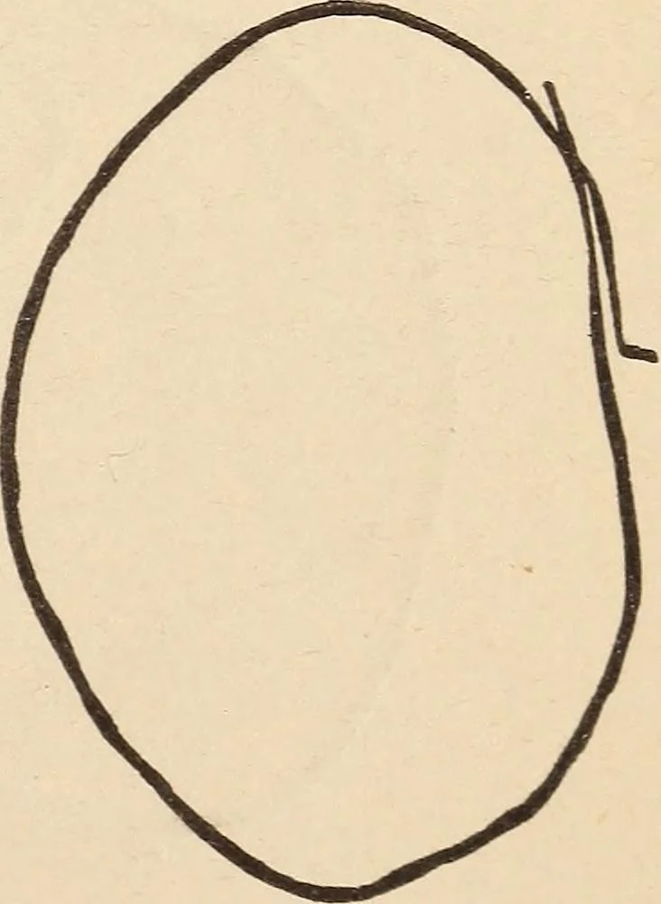 An illustration from Mind-reading and beyond, 1885, leaf 114