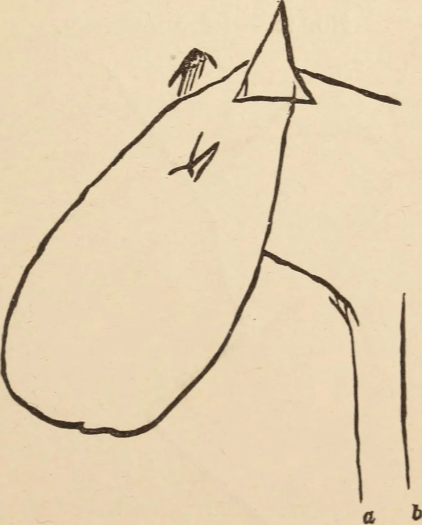 An illustration from Mind-reading and beyond, 1885, leaf 118