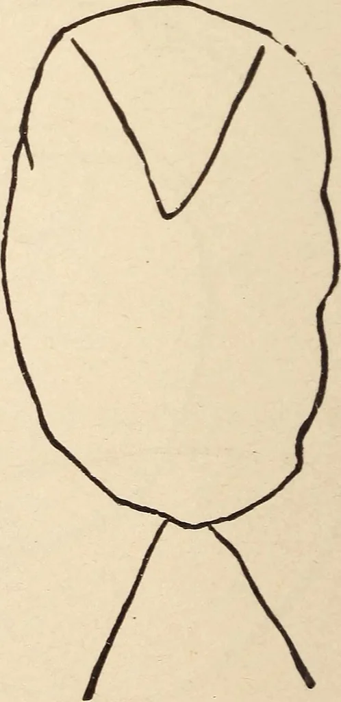 An illustration from Mind-reading and beyond, 1885, leaf 125