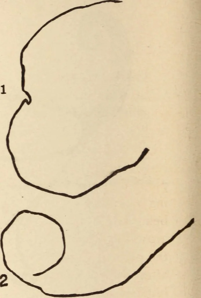 An illustration from Mind-reading and beyond, 1885, leaf 129
