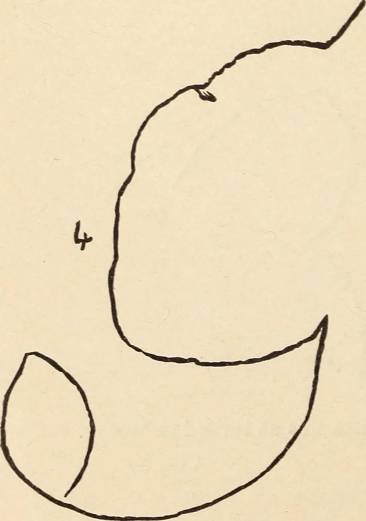 An illustration from Mind-reading and beyond, 1885, leaf 129