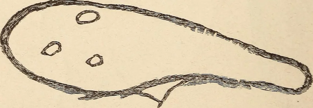 An illustration from Mind-reading and beyond, 1885, leaf 143