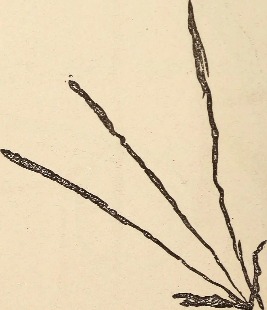 An illustration from Mind-reading and beyond, 1885, leaf 147