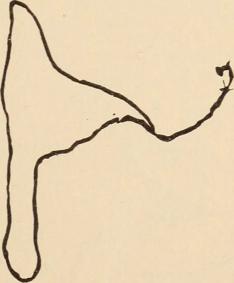 An illustration from Mind-reading and beyond, 1885, leaf 162