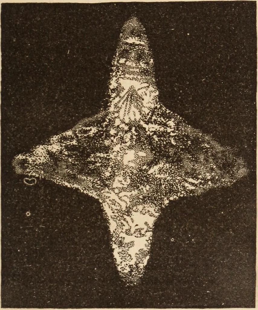 An illustration from Mind-reading and beyond, 1885, leaf 162