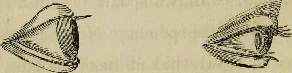 An illustration from The miniature painter's manual containing progressive lessons on the art of drawing and painting likenesses from life on card-board, vellum, and ivory, with concise remarks on the delineation of character and caricature, 1844, leaf 25