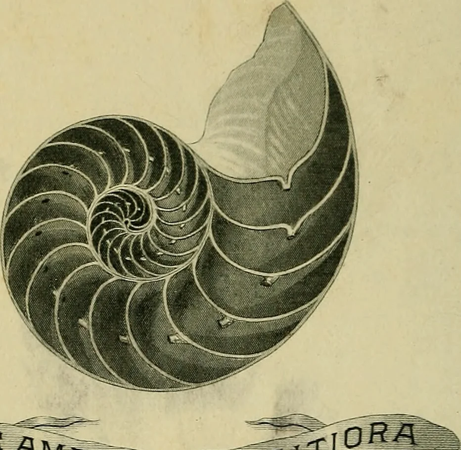An illustration from The mirror of alchimy, 1597, leaf 1