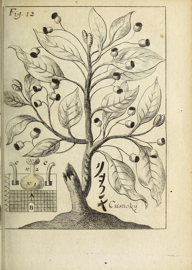 An illustration from Miscellanea Curiosa, sive Ephemiridum Medico-Physicarum Germanicarum Academiae Naturae Curiosorum, 1692, leaf 127