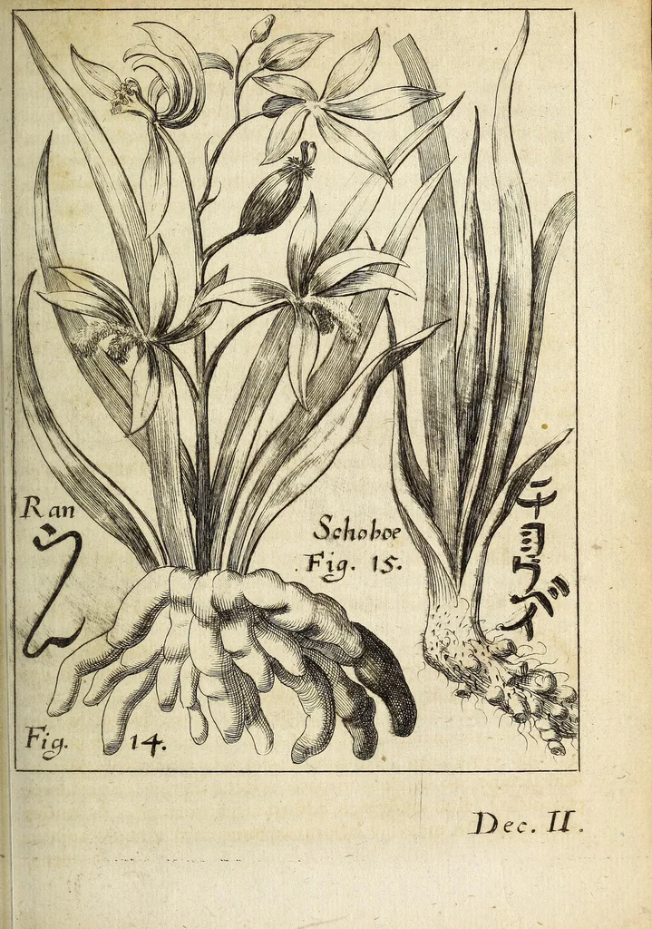 An illustration from Miscellanea Curiosa, sive Ephemiridum Medico-Physicarum Germanicarum Academiae Naturae Curiosorum, 1692, leaf 131