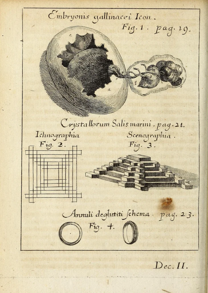 An illustration from Miscellanea Curiosa, sive Ephemiridum Medico-Physicarum Germanicarum Academiae Naturae Curiosorum, 1692, leaf 56