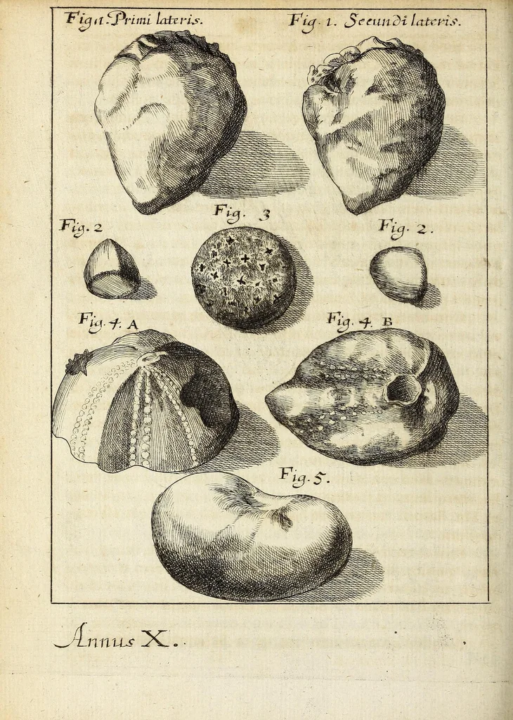 An illustration from Miscellanea Curiosa, sive Ephemiridum Medico-Physicarum Germanicarum Academiae Naturae Curiosorum, 1692, leaf 564