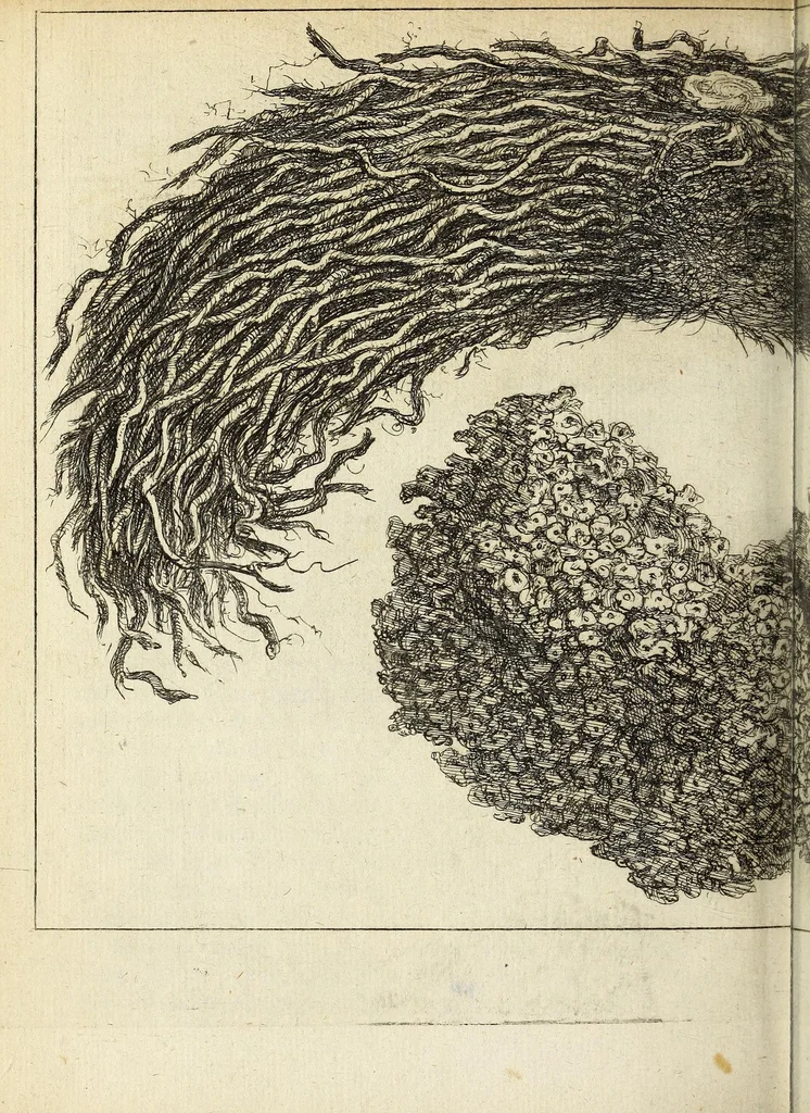 An illustration from Miscellanea Curiosa, sive Ephemiridum Medico-Physicarum Germanicarum Academiae Naturae Curiosorum, 1692, leaf 694