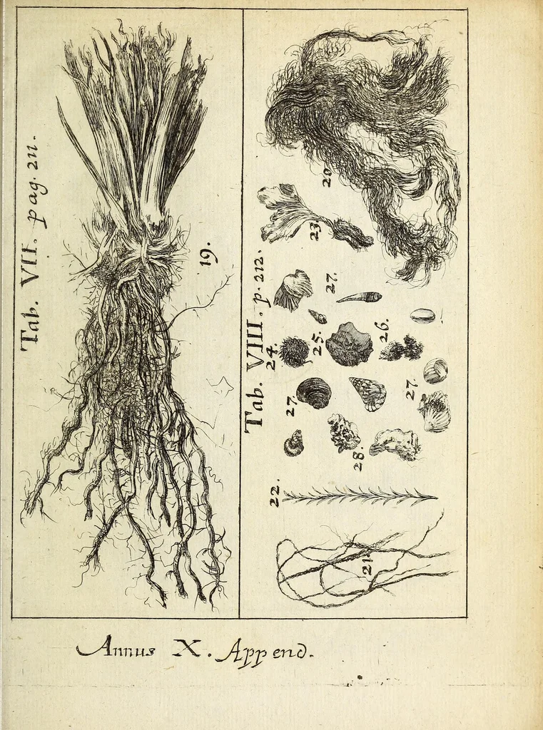 An illustration from Miscellanea Curiosa, sive Ephemiridum Medico-Physicarum Germanicarum Academiae Naturae Curiosorum, 1692, leaf 715