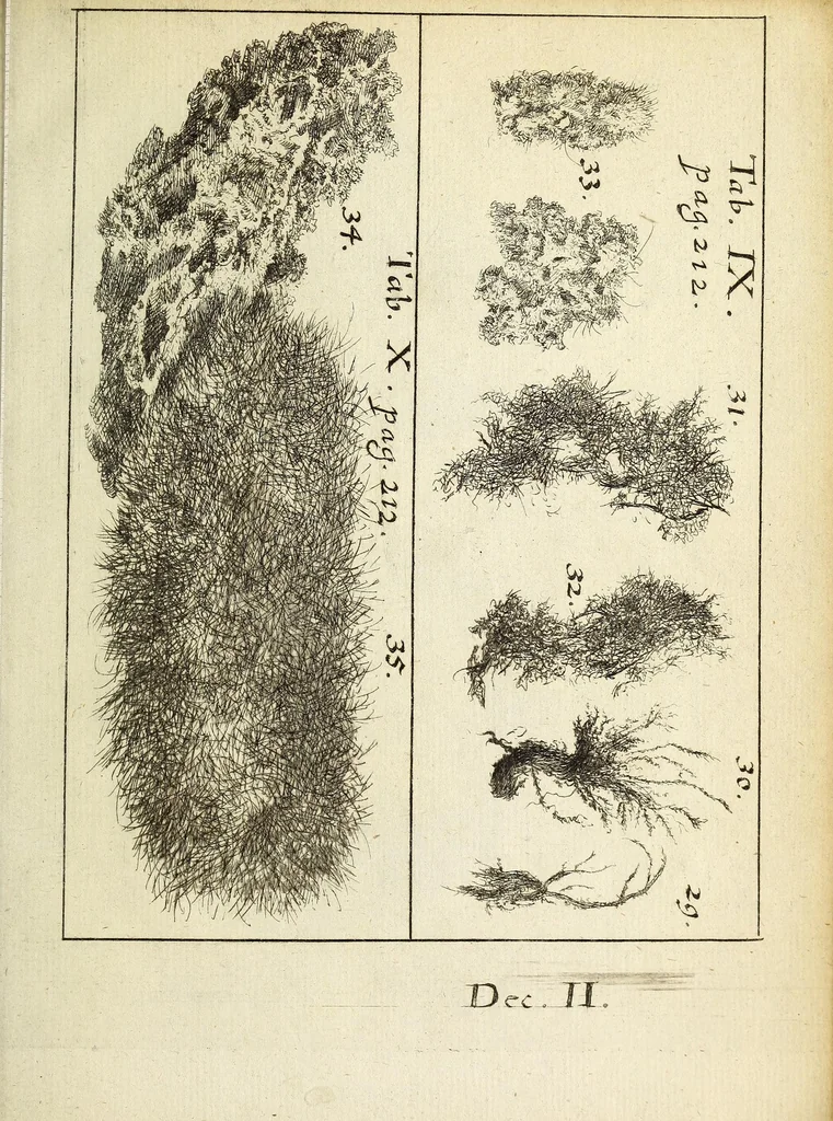 An illustration from Miscellanea Curiosa, sive Ephemiridum Medico-Physicarum Germanicarum Academiae Naturae Curiosorum, 1692, leaf 717