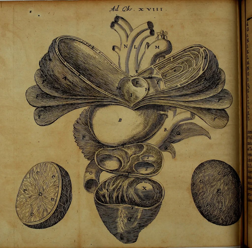 An illustration from Miscellanea Curiosa Medico-Physica Academiae Naturae Curiosorum, 1670, leaf 110