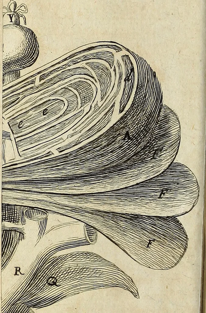 An illustration from Miscellanea Curiosa Medico-Physica Academiae Naturae Curiosorum, 1670, leaf 111