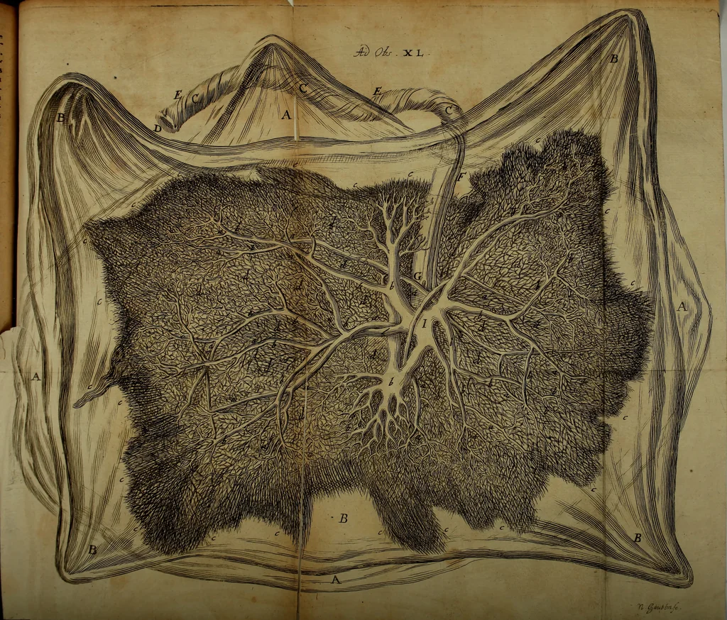 An illustration from Miscellanea Curiosa Medico-Physica Academiae Naturae Curiosorum, 1670, leaf 168