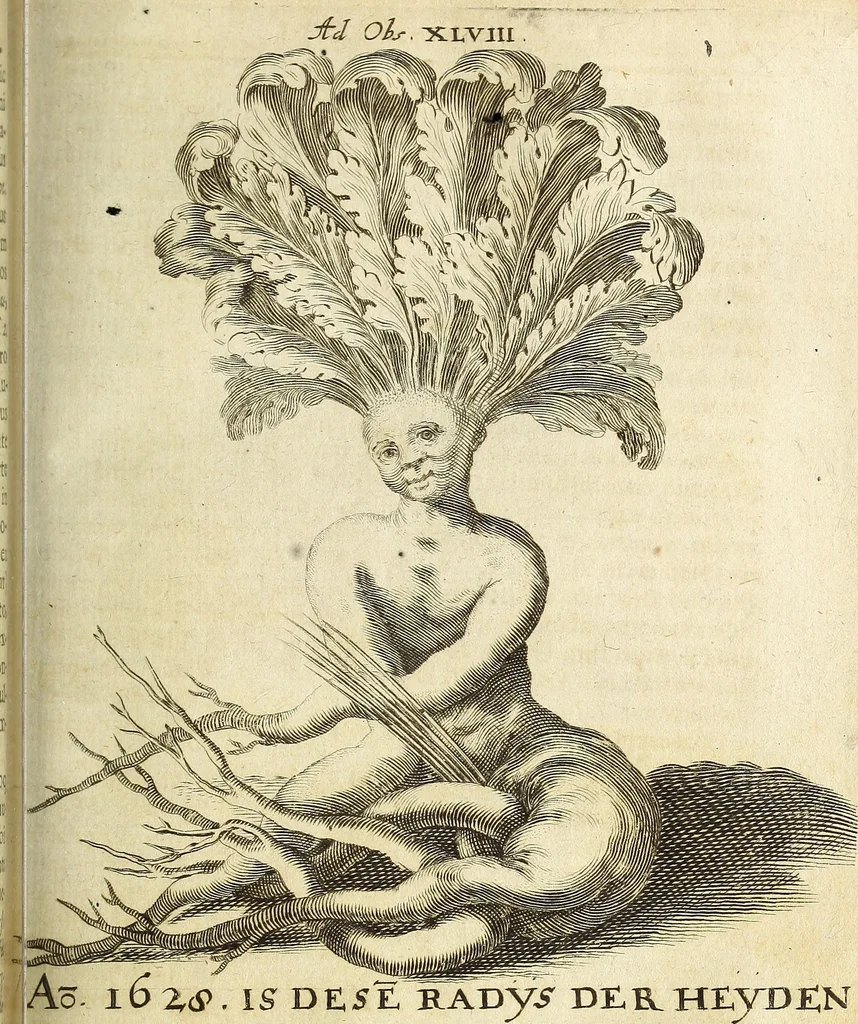 An illustration from Miscellanea Curiosa Medico-Physica Academiae Naturae Curiosorum, 1670, leaf 182