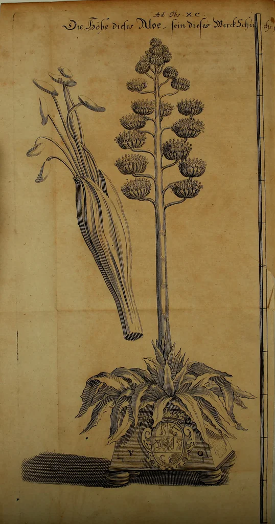 An illustration from Miscellanea Curiosa Medico-Physica Academiae Naturae Curiosorum, 1670, leaf 260
