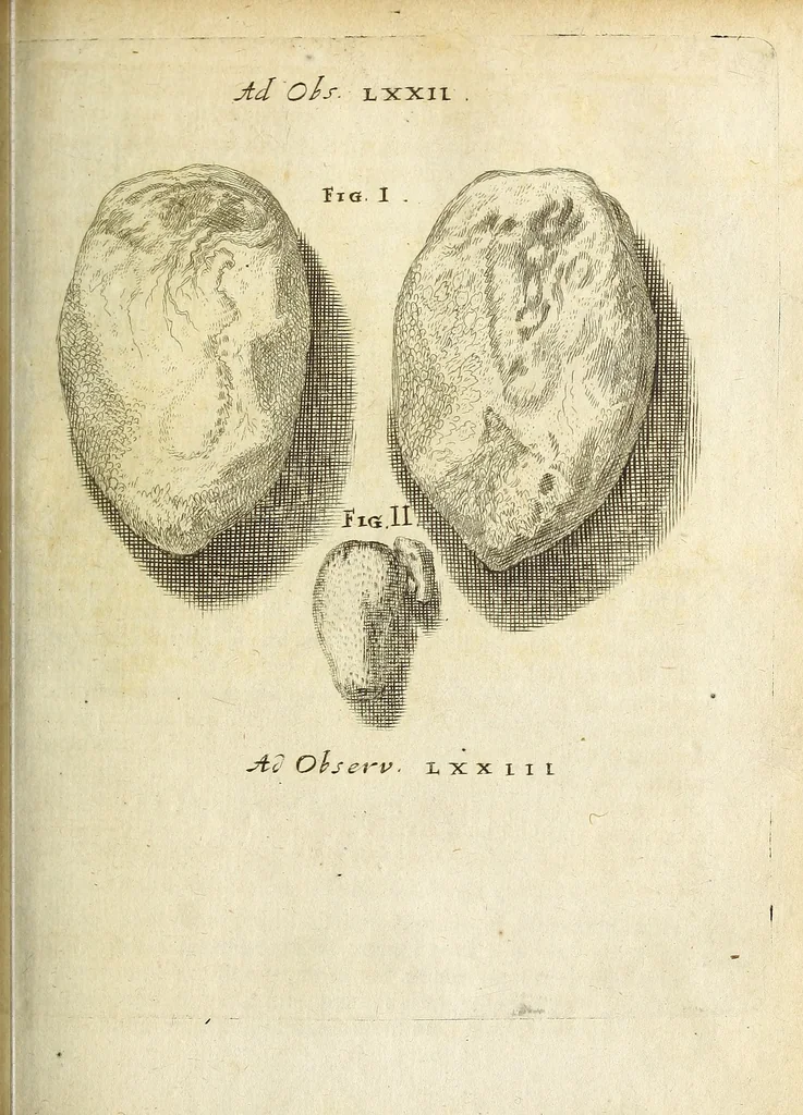 An illustration from Miscellanea Curiosa Medico-Physica Academiae Naturae Curiosorum, 1670, leaf 296