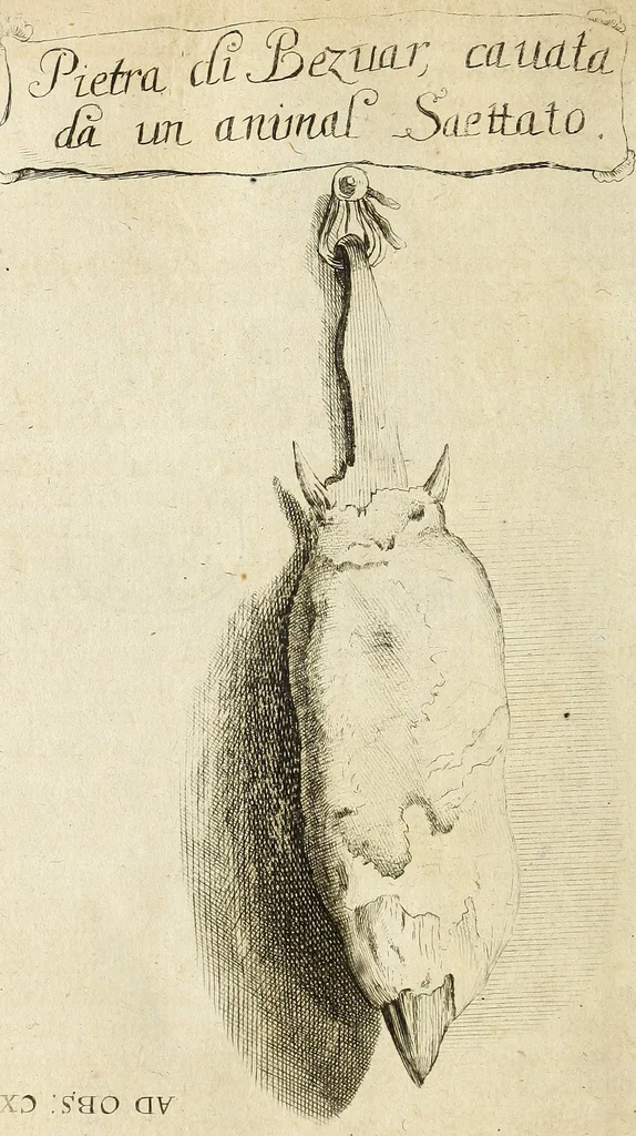An illustration from Miscellanea Curiosa Medico-Physica Academiae Naturae Curiosorum, 1670, leaf 329