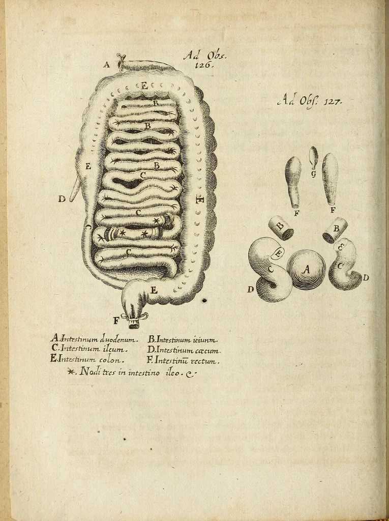 An illustration from Miscellanea Curiosa Medico-Physica Academiae Naturae Curiosorum, 1670, leaf 351