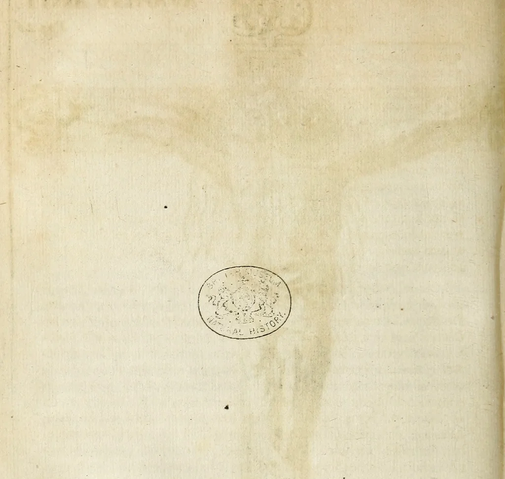 An illustration from Miscellanea Curiosa Medico-Physica Academiae Naturae Curiosorum, 1670, leaf 479