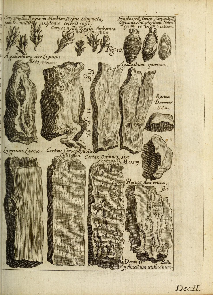 An illustration from Miscellanea Curiosa, sive Ephemiridum Medico-Physicarum Germanicarum Academiae Naturae Curiosorum, 1683, leaf 125