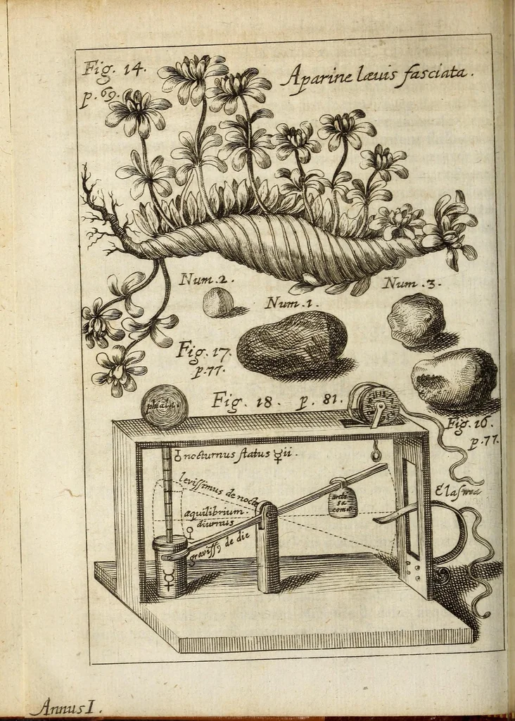 An illustration from Miscellanea Curiosa, sive Ephemiridum Medico-Physicarum Germanicarum Academiae Naturae Curiosorum, 1683, leaf 154