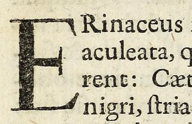 An illustration from Miscellanea Curiosa, sive Ephemiridum Medico-Physicarum Germanicarum Academiae Naturae Curiosorum, 1683, leaf 252