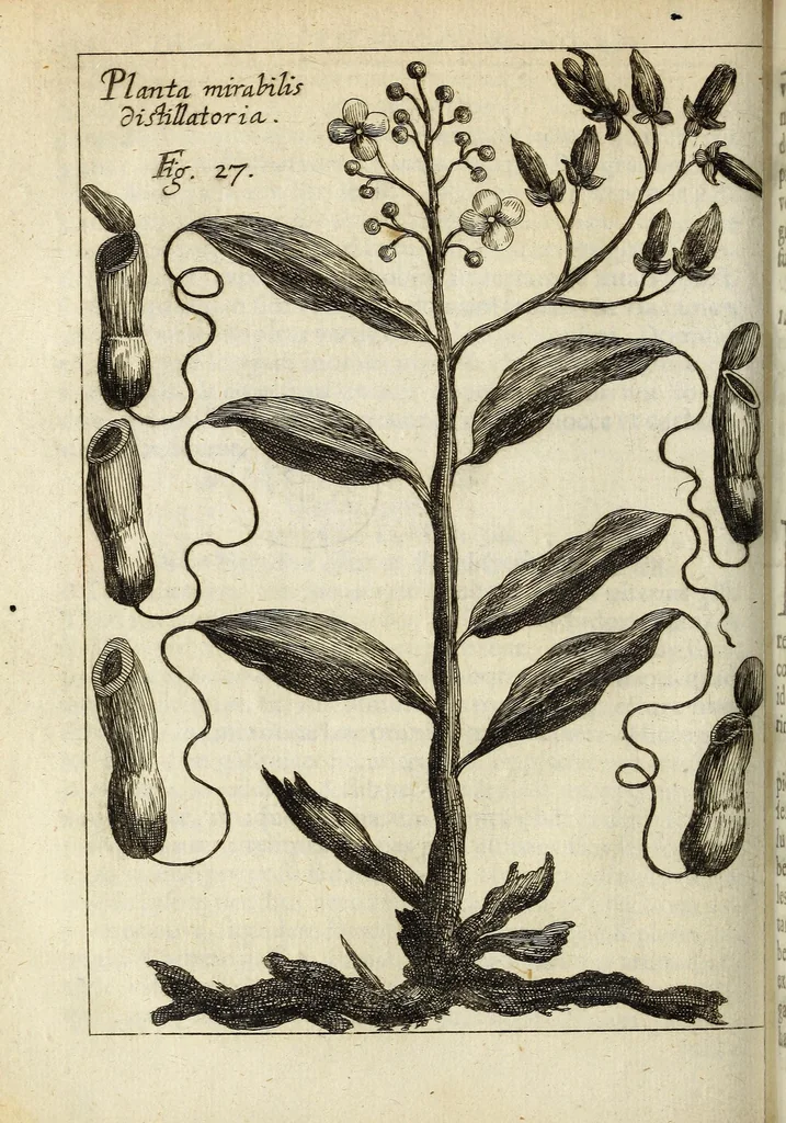 An illustration from Miscellanea Curiosa, sive Ephemiridum Medico-Physicarum Germanicarum Academiae Naturae Curiosorum, 1683, leaf 470