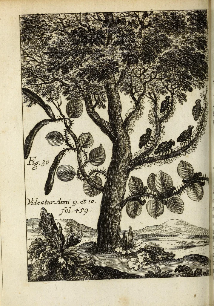 An illustration from Miscellanea Curiosa, sive Ephemiridum Medico-Physicarum Germanicarum Academiae Naturae Curiosorum, 1683, leaf 480