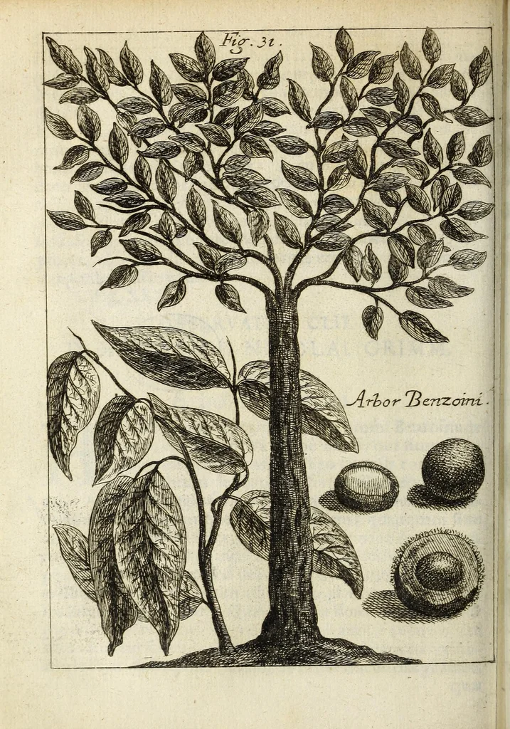 An illustration from Miscellanea Curiosa, sive Ephemiridum Medico-Physicarum Germanicarum Academiae Naturae Curiosorum, 1683, leaf 484