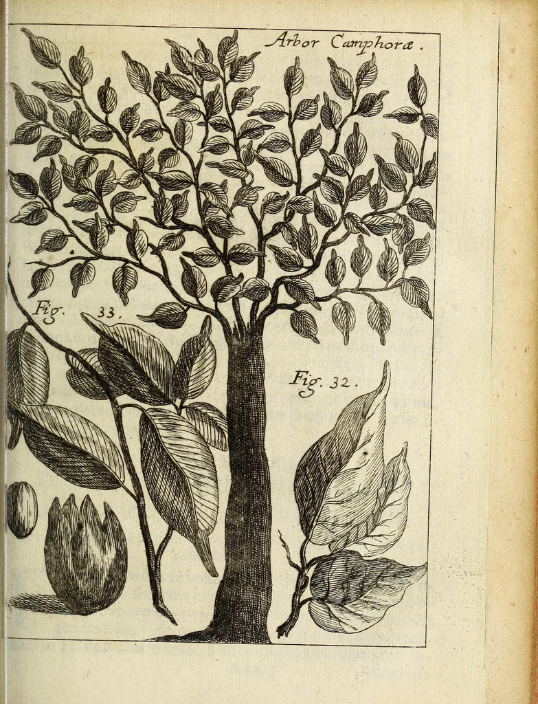 An illustration from Miscellanea Curiosa, sive Ephemiridum Medico-Physicarum Germanicarum Academiae Naturae Curiosorum, 1683, leaf 487