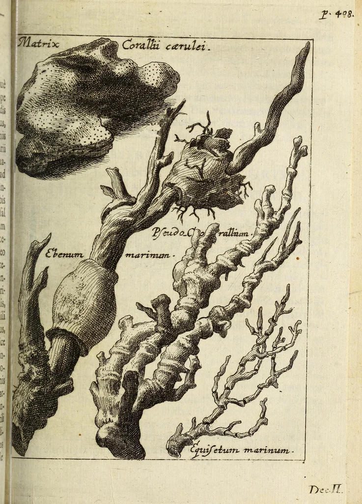 An illustration from Miscellanea Curiosa, sive Ephemiridum Medico-Physicarum Germanicarum Academiae Naturae Curiosorum, 1683, leaf 527