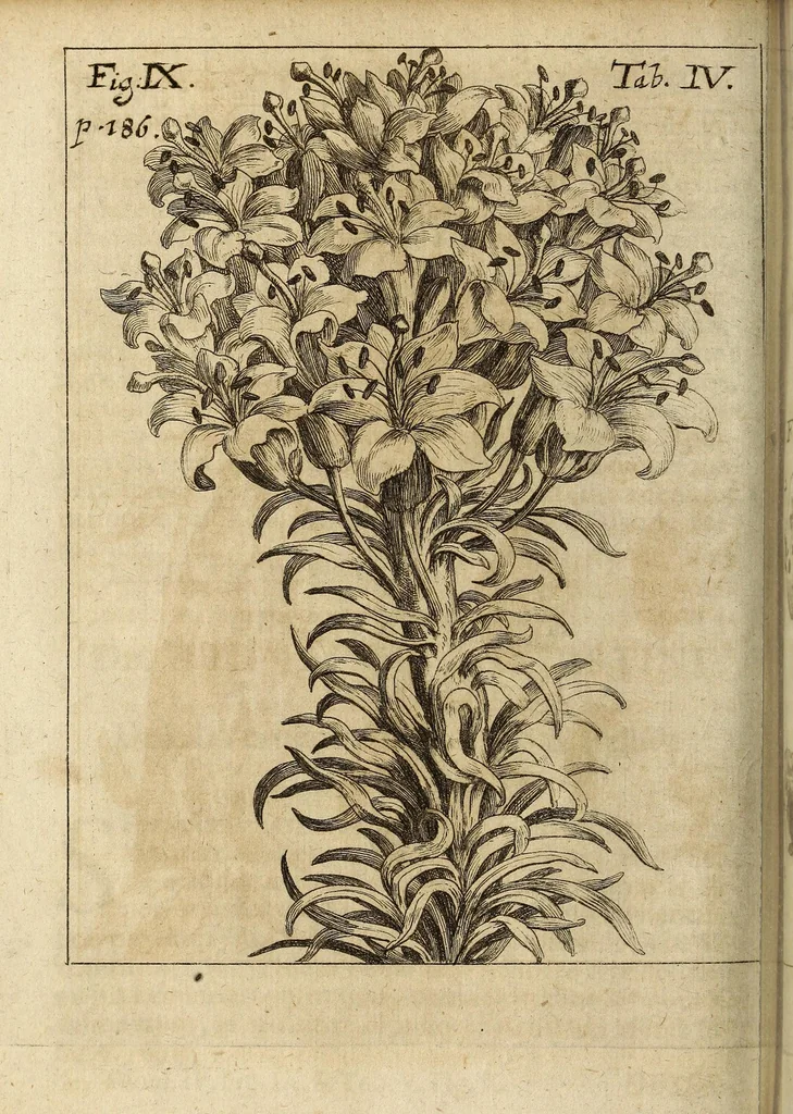 An illustration from Miscellanea Curiosa, sive Ephemiridum Medico-Physicarum Germanicarum Academiae Naturae Curiosorum, 1694, leaf 238